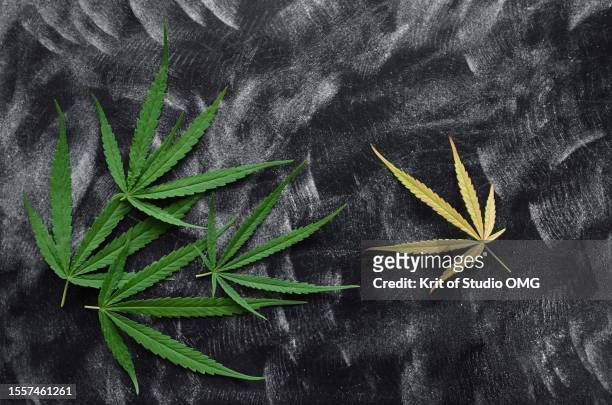 the cannabis leaves on the chalkboard - kreide tafel kräuter stock-fotos und bilder