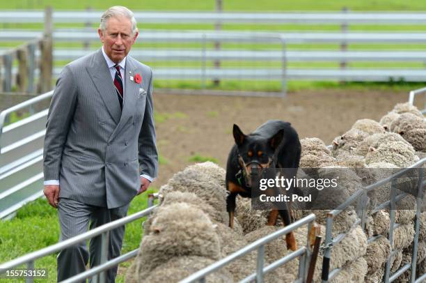 Prince Charles, Prince of Wales watches a sheep dog running along the back of sheep during a visit to the Leenavale Sheep Stud at Sorell, some 20kms...