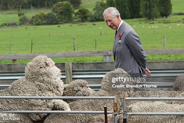 Prince Charles, Prince of Wales observes sheep being mustered into shearing shed yards at Leenavale Sheep Stud on November 8, 2012 in Sorell,...