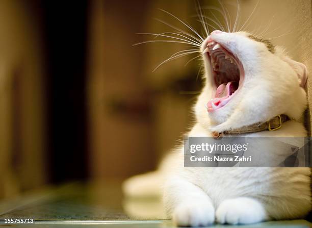munchkin cat yawning - tabby munchkin cat bildbanksfoton och bilder