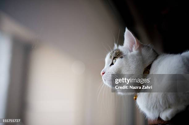 munchkin cat by window - tabby munchkin cat bildbanksfoton och bilder