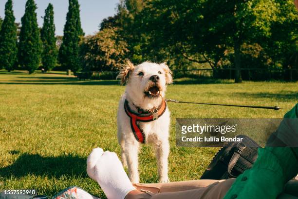 cute dog barking in a green park - bellen stock-fotos und bilder