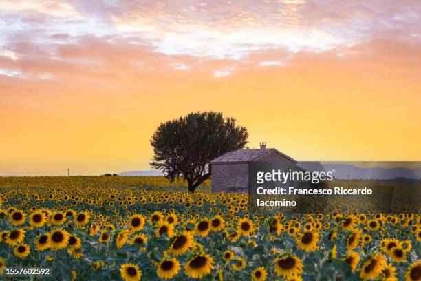 sunflowers field at valensole plateau, full bloom, sunset scene. provence, southern france - sunflower stock photos et images de collection