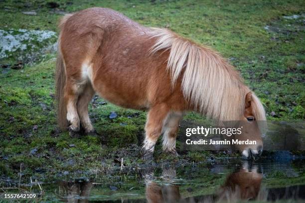 pony drinking from water source - autumn exmoor stock pictures, royalty-free photos & images