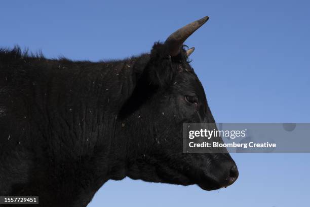 a black cow - black cows stock pictures, royalty-free photos & images