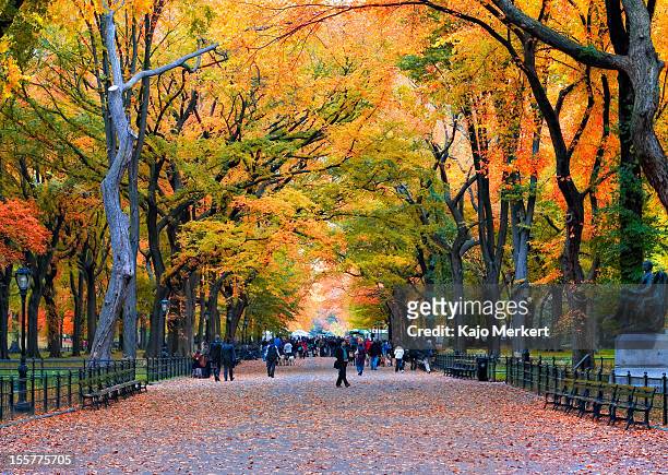 walk in the park - manhattan autumn stock-fotos und bilder