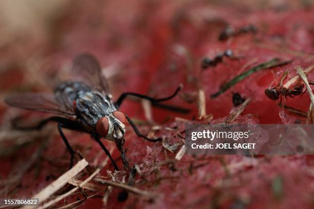 Flesh fly and ants are pictured in St-Philbert-sur-Risle on July 22, 2023.