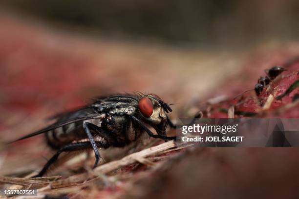 Flesh fly and ants are pictured in St-Philbert-sur-Risle on July 22, 2023.