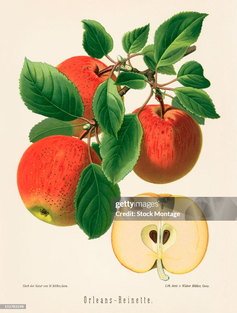 Orleans-Reinette Apple