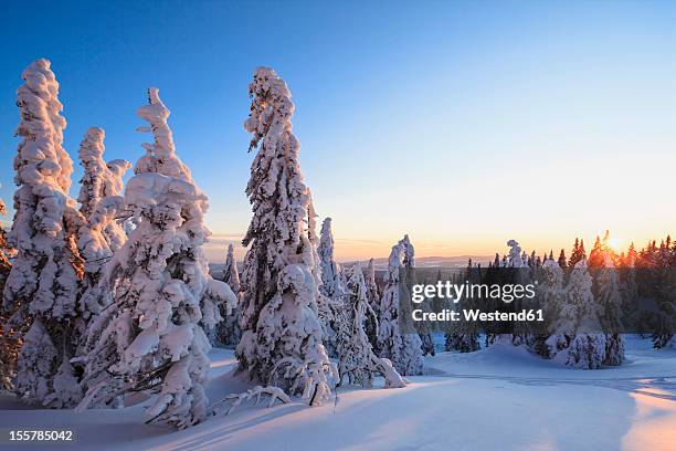 germany, bavaria, view of snow covered trees during sunset at bavarian forest - bayerischer wald stock-fotos und bilder