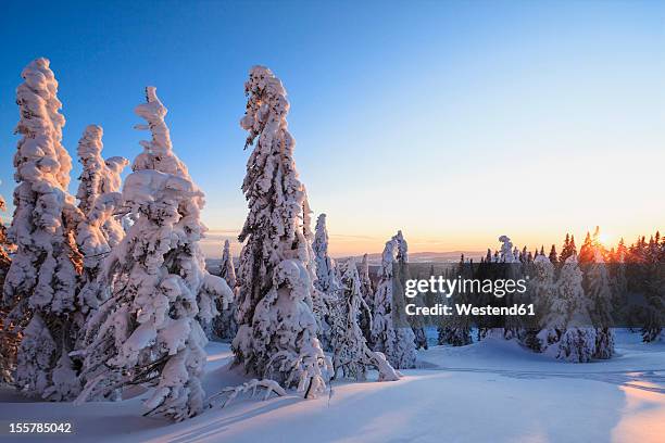 germany, bavaria, view of snow covered trees during sunset at bavarian forest - bavarian forest stock pictures, royalty-free photos & images