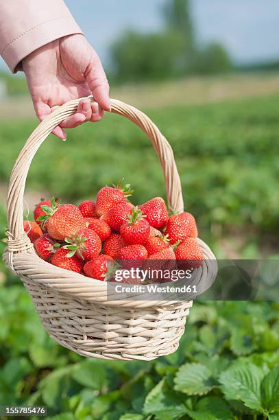 germany, saxony, mid adult woman holding straw basket with strawberries, close up - strawberry field stock pictures, royalty-free photos & images