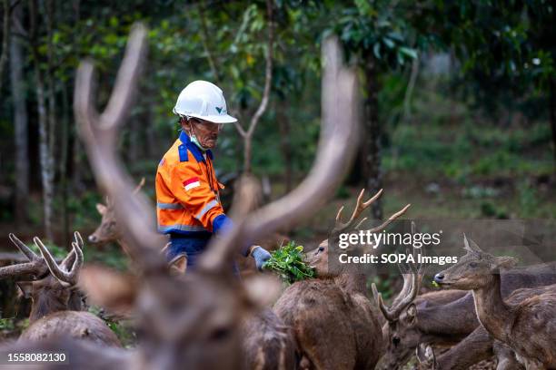 Worker feeds deer in a deer breeding facility operated by PT Vale Indonesia in Sorowako. The second largest nickel mining company in the world is...