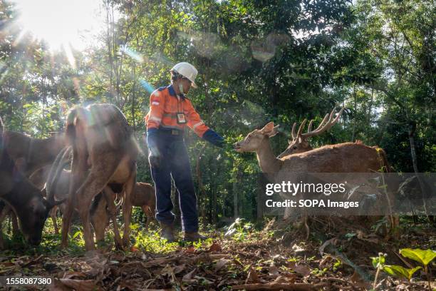 Worker feeds deer in a deer breeding facility operated by PT Vale Indonesia in Sorowako. The second largest nickel mining company in the world is...