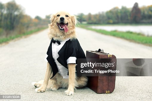 1,978 Animals Wearing Tuxedos Photos and Premium High Res Pictures - Getty Images 1,978 Animals Wearing Tuxedos Photos and Premium High Res Pictures - Getty Images