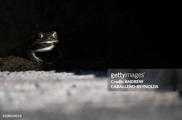 Toad looks on water is added to wildlife water catchment 489 in Green Valley, Arizona, 42 miles south of Tucson, on July 27, 2023. Two thousand...