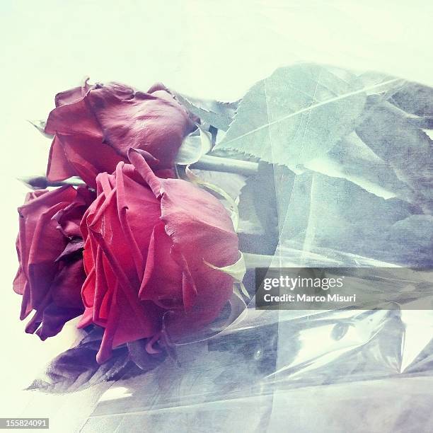 red roses wrapped in cellophane - misuri ストックフォトと画像