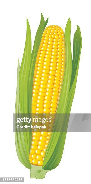 Corn Corn