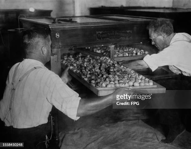 Two farm workers remove trays of eggs, some having hatched, in a Prairie State Incubator Company incubator, United States, circa 1935.