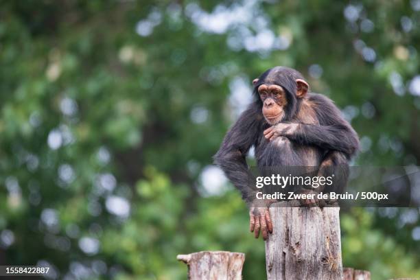 low angle view of chimpanzee sitting on wooden log,leipzig,germany - schimpansen gattung stock-fotos und bilder