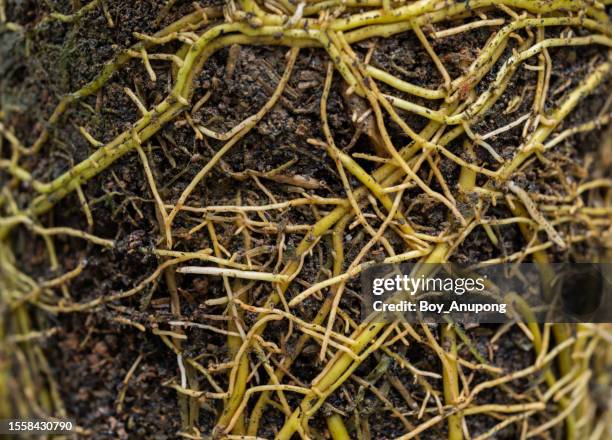 Root Bound Plant Photos and Premium High Res Pictures - Getty Images