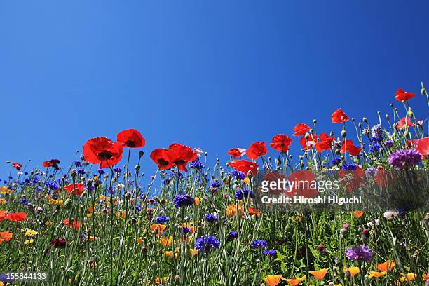 wild flowers in field, savoie, france - prateria foto e immagini stock