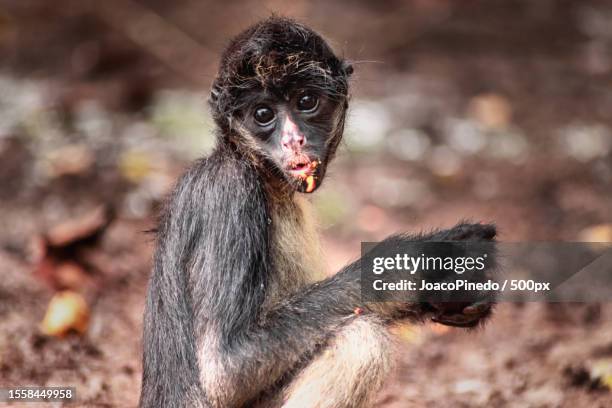 close-up of spider monkey eating food while looking at carema,iquitos,peru - klammeraffe stock-fotos und bilder