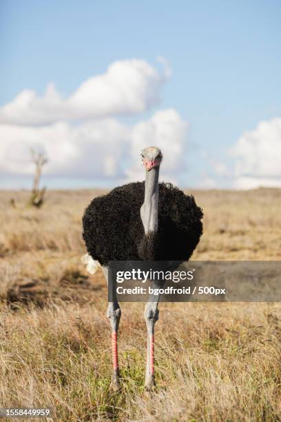 portrait of a beautiful ostrich walking on grass against cloudy sky - ostrich stock pictures, royalty-free photos & images