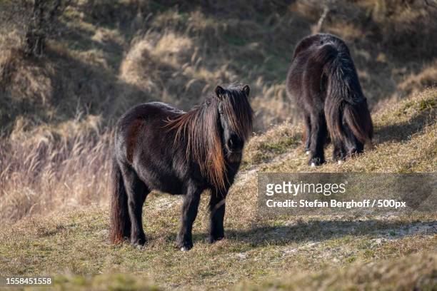 two horses grazing on the ground,westenschouwen,netherlands - ponies stock pictures, royalty-free photos & images