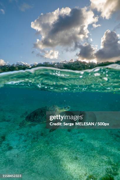 a sea turtle swimming under water,la paz,baja california sur,mexico - baja california peninsula stock pictures, royalty-free photos & images