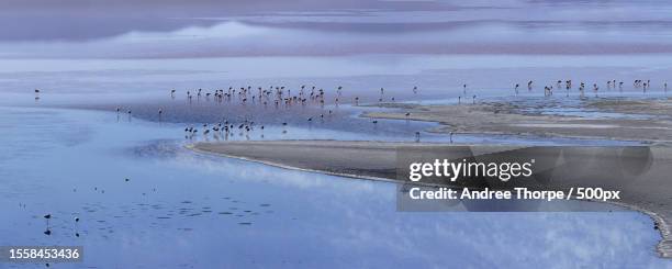 bolivia - beach panoramic stock pictures, royalty-free photos & images