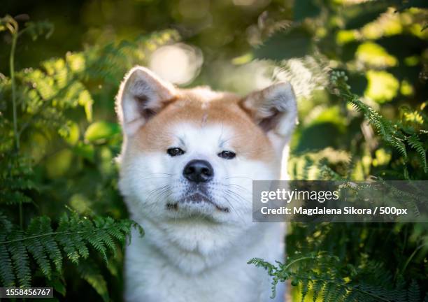 close-up portrait of cute akita amidst plants looking at camera - akita inu stock pictures, royalty-free photos & images