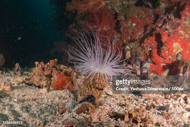 coral reef and water plants at the sea of the philippines,philippines - yeshaya dinerstein stockfoto's en -beelden