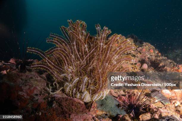 coral reef and water plants at the sea of the philippines,philippines - yeshaya dinerstein stockfoto's en -beelden