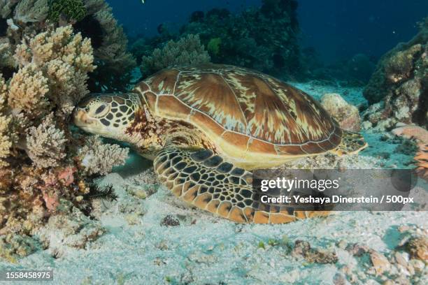 a green sea hawksbill turtle swimming in the water,philippines - yeshaya dinerstein stockfoto's en -beelden