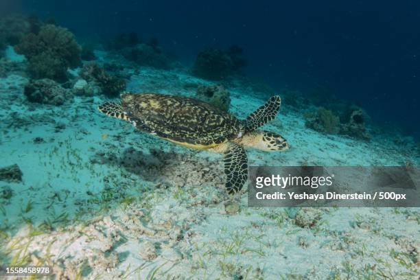 a sea green hawksbill turtle swimming in the water,philippines - yeshaya dinerstein stockfoto's en -beelden
