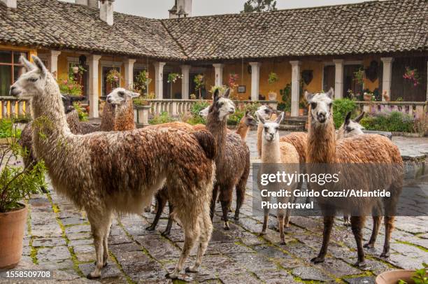 ecuador, hacienda san augustin de callo - llama ecuador stock pictures, royalty-free photos & images