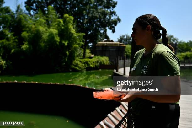 Animal kepper prepares block of frozen fish to cool off during an ongoing heatwave with temperatures reaching 40 degrees at Bioparco Zoom Torino on...