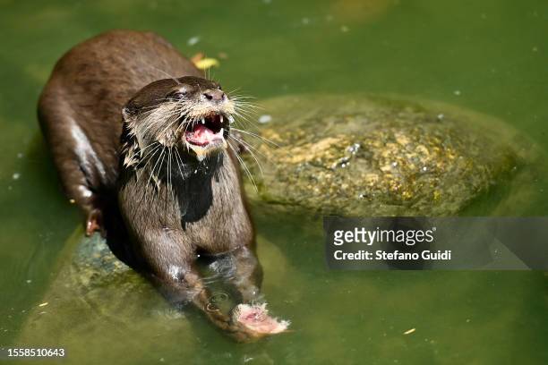 Manakara otter eats a block of frozen fish to cool off during an ongoing heatwave with temperatures reaching 40 degrees at Bioparco Zoom Torino on...