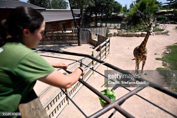 Animal kepper prepares block of frozen fruit to cool off during an ongoing heatwave with temperatures reaching 40 degrees at Bioparco Zoom Torino on...