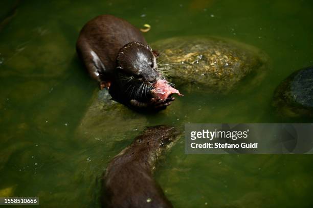 Manakara otter eats a block of frozen fish to cool off during an ongoing heatwave with temperatures reaching 40 degrees at Bioparco Zoom Torino on...