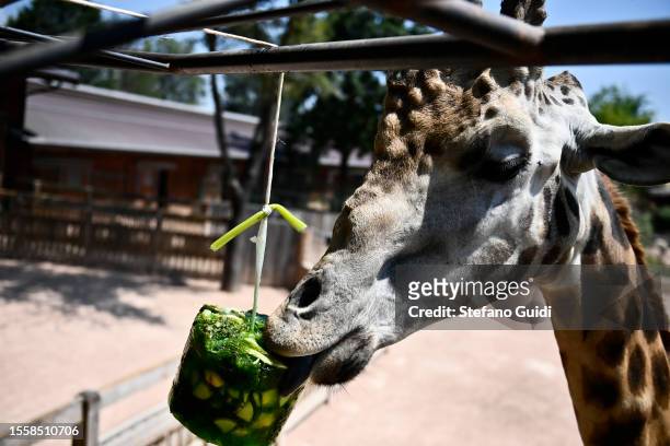 Giraffe eats a block of frozen fruit to cool off during an ongoing heatwave with temperatures reaching 40 degrees at Bioparco Zoom Torino on July 20,...