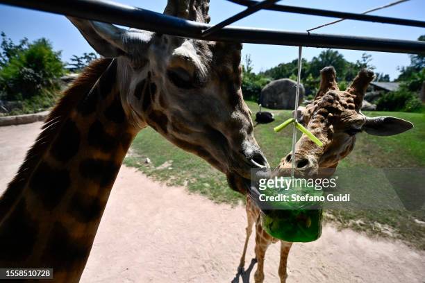Giraffes eats a block of frozen fruit to cool off during an ongoing heatwave with temperatures reaching 40 degrees at Bioparco Zoom Torino on July...
