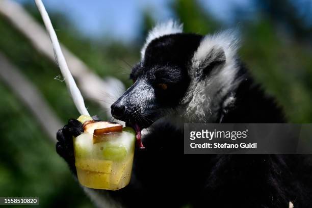 Lemur eats a block of frozen fruit to cool off during an ongoing heatwave with temperatures reaching 40 degrees at Bioparco Zoom Torino on July 20,...