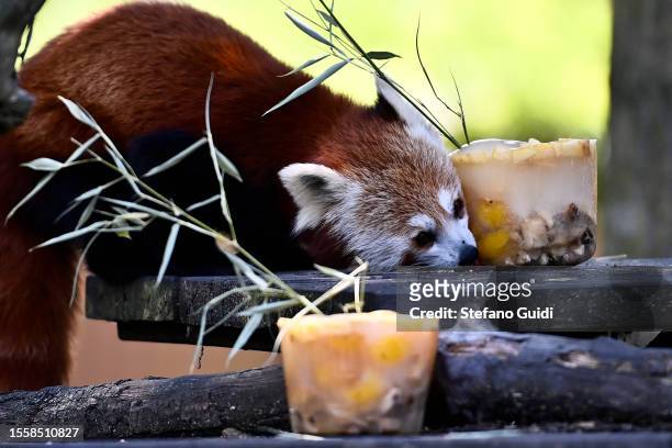 Red Panda eats a block of frozen fruit to cool off during an ongoing heatwave with temperatures reaching 40 degrees at Bioparco Zoom Torino on July...