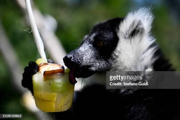 Lemur eats a block of frozen fruit to cool off during an ongoing heatwave with temperatures reaching 40 degrees at Bioparco Zoom Torino on July 20,...
