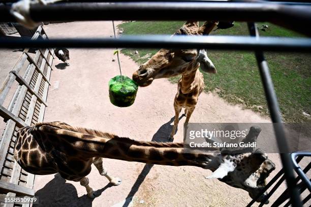 Giraffe eats a block of frozen fruit to cool off during an ongoing heatwave with temperatures reaching 40 degrees at Bioparco Zoom Torino on July 20,...