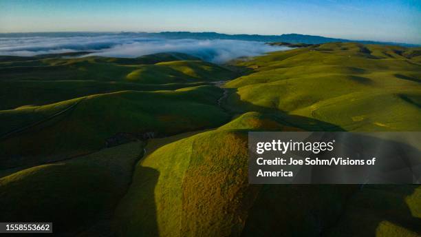 Rolling green spring hills in the County of San Luis Obisbo, California at sunrise with morning fog.