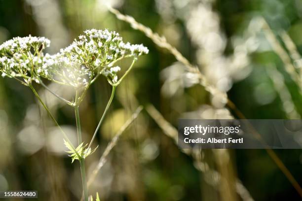 valeriana officinalis - valeriana officinalis stock pictures, royalty-free photos & images