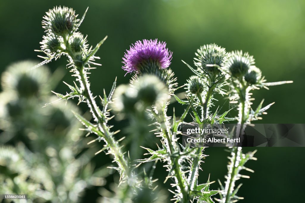 Silybum marianum